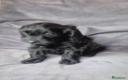 Cockapoo dogs for sale: F1b Cockapoo - ready this weekend - Image 21