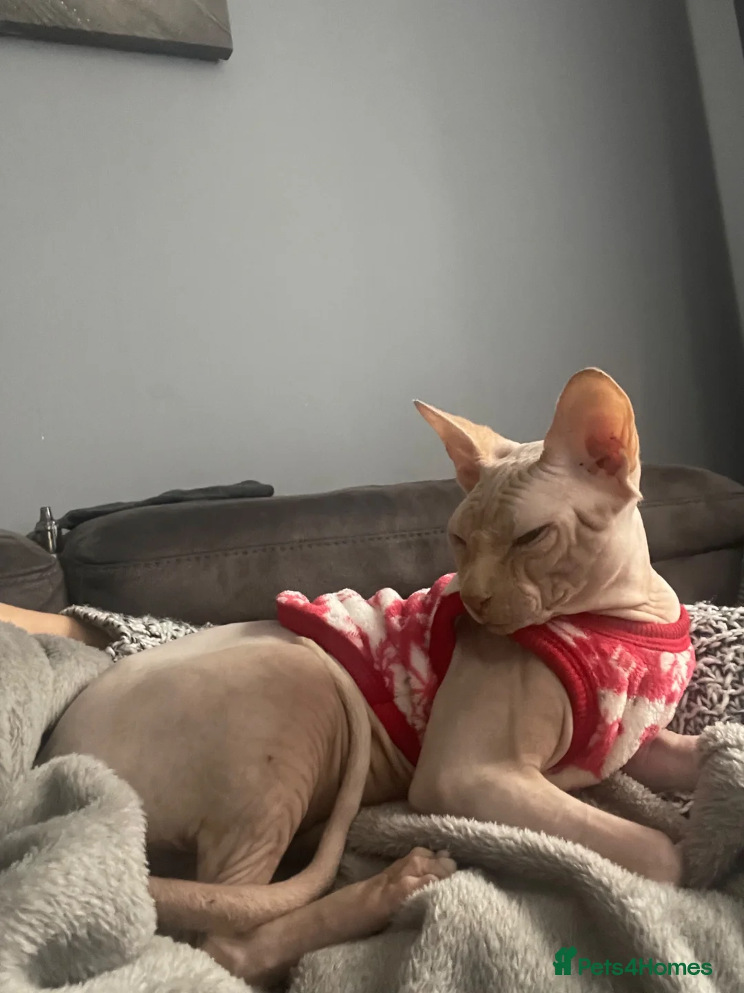 Sphynx cats for sale: 😍4years old Sphynx  - Advert 6