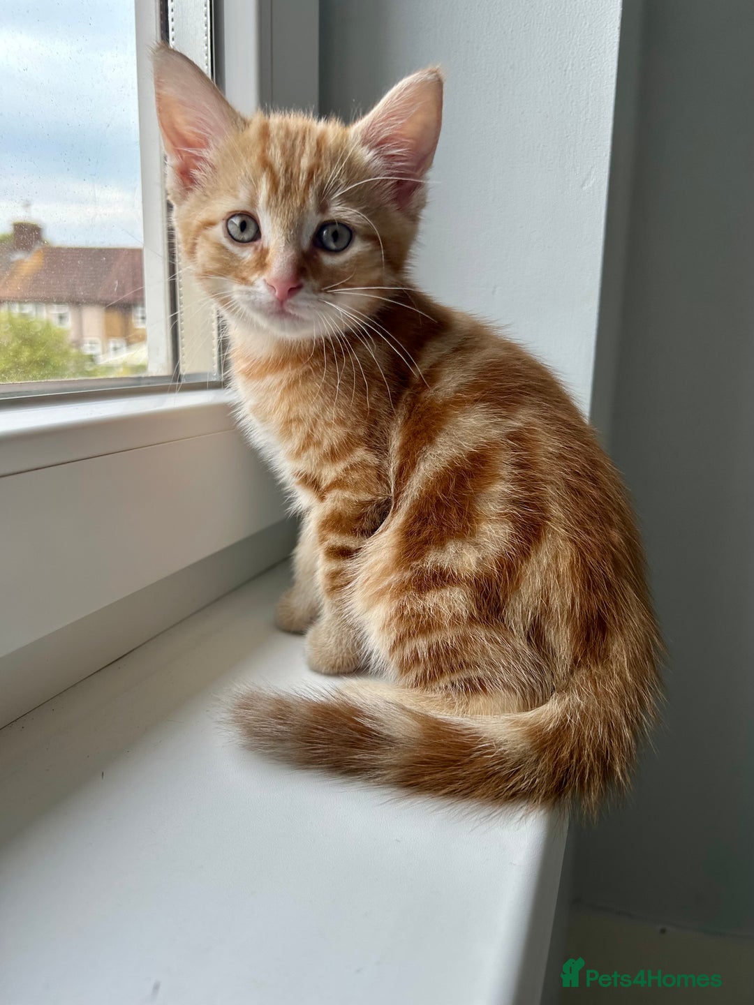 Domestic Shorthair cats for sale: Sweet Ginger Prince - Image 4