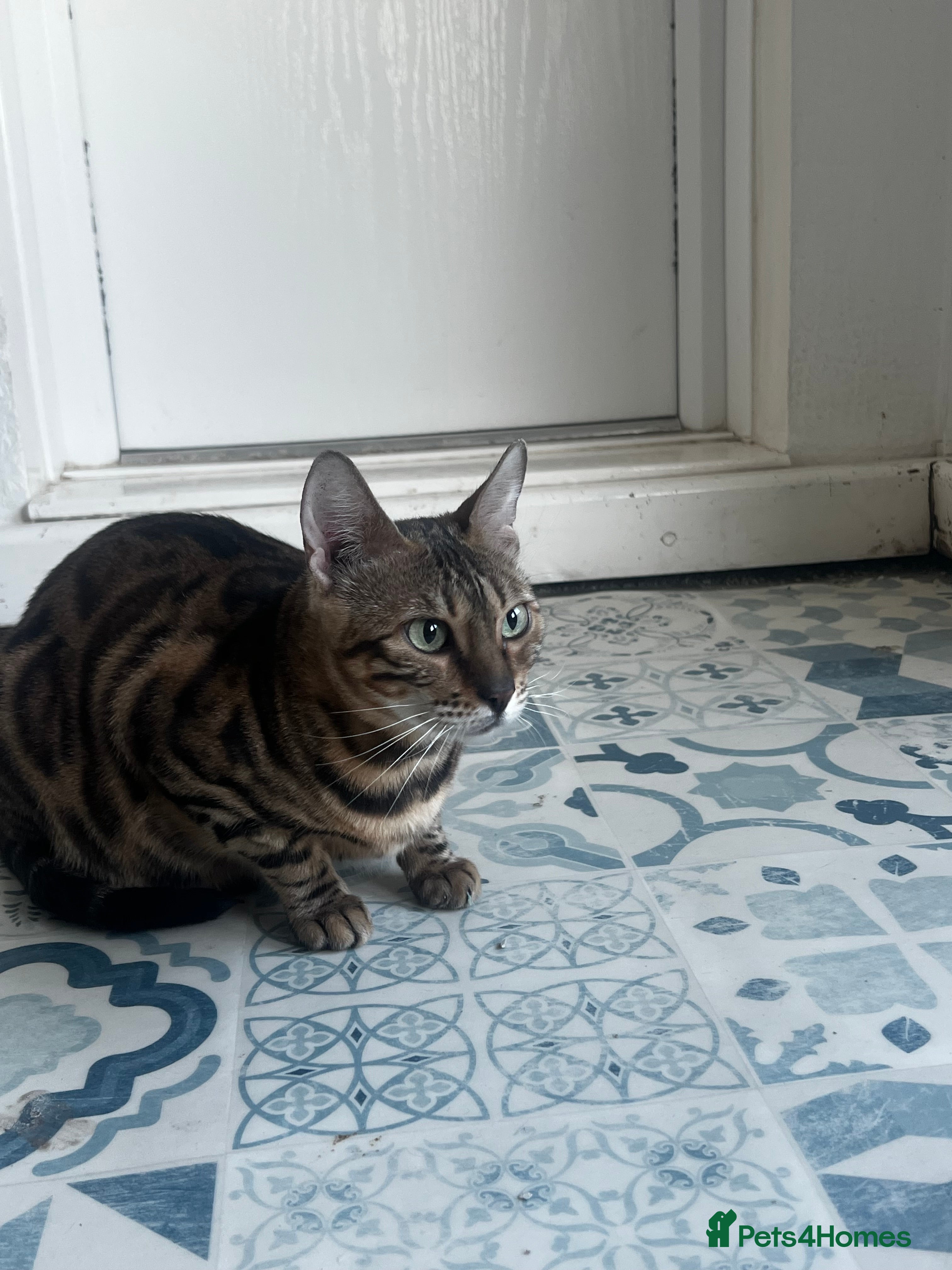 Bengal cats Bengal cat for sale  - Advert 1