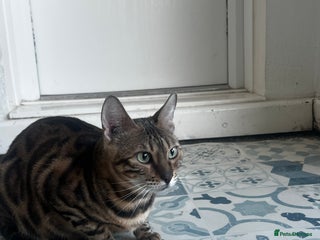 Bengal cats Bengal cat for sale - Advert 1