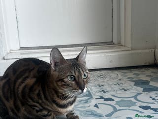 Bengal cats Bengal cat for sale - Advert 14