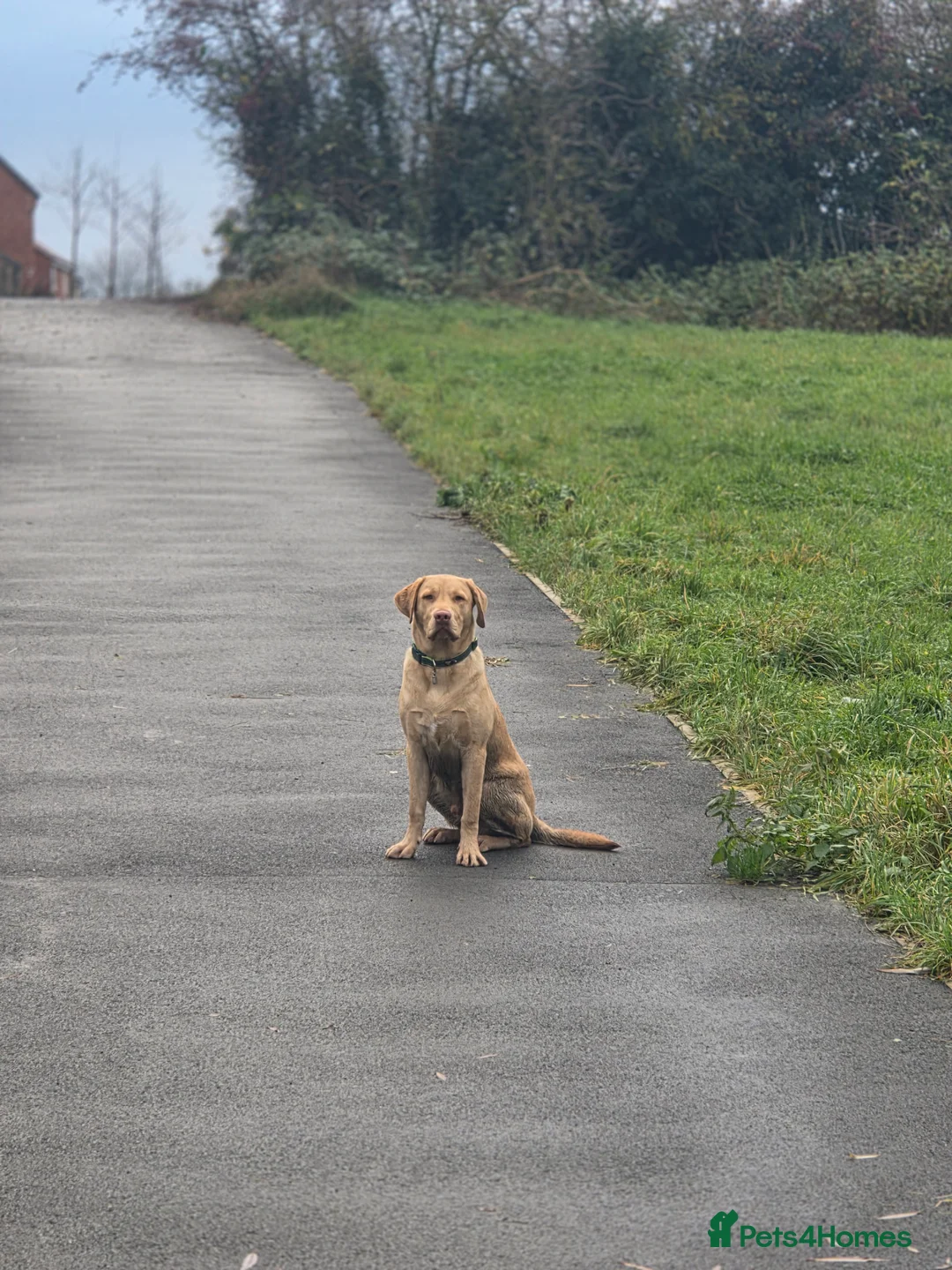 Labrador Retriever dogs for stud: Dudley Labrador Stud – KC registered in Loughborough - Advert 1