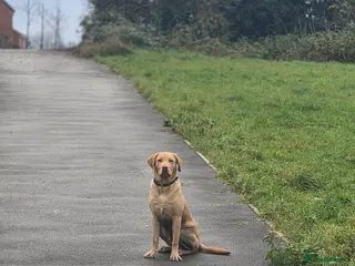 Labrador Retriever dogs Dudley Labrador Stud – KC registered in Loughborough - Advert 5