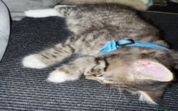 British Shorthair cats for sale: Beautiful BSH 2 male 1 female  - Image 20