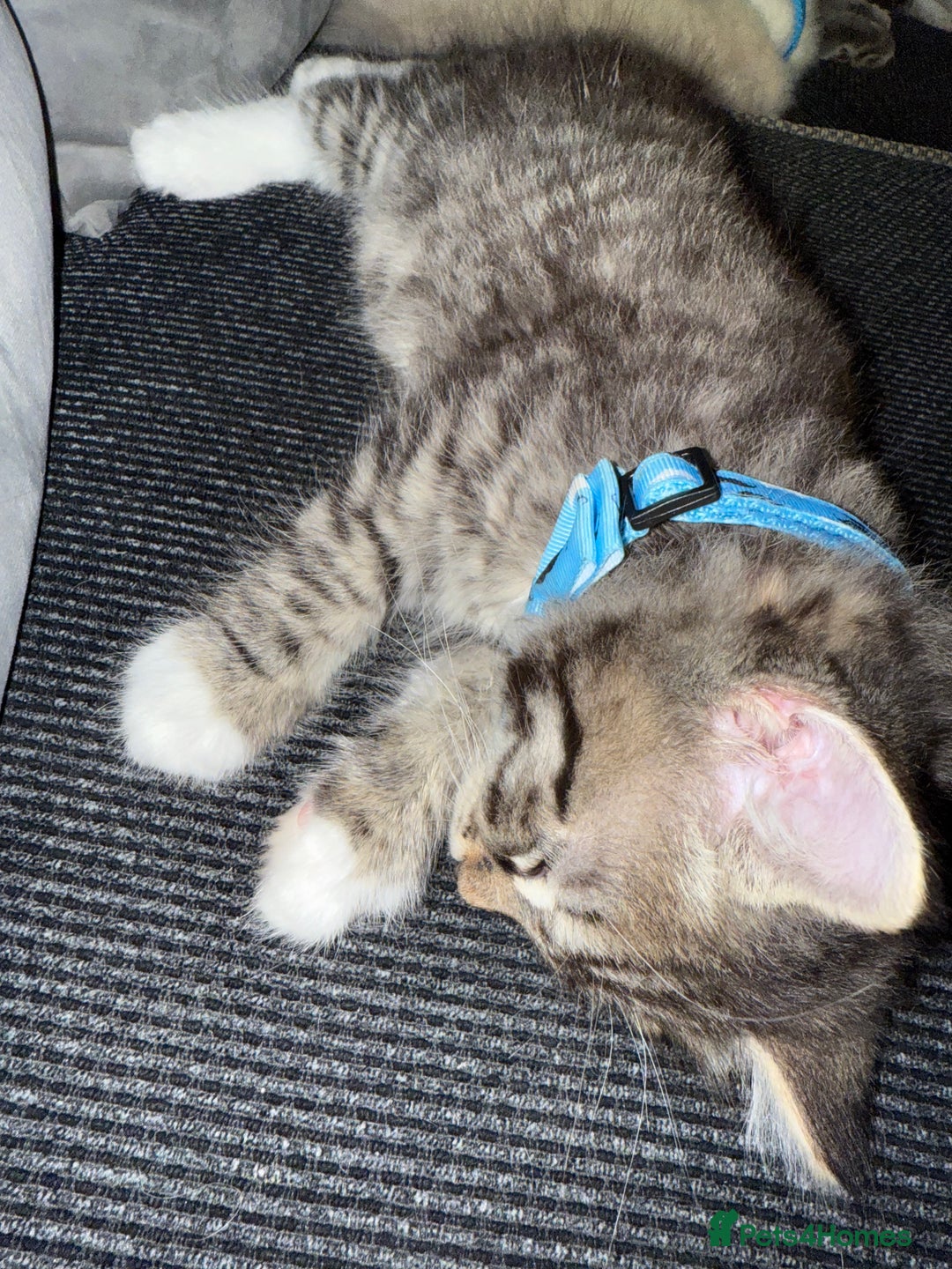 British Shorthair cats for sale: Beautiful BSH 2 male 1 female  - Image 20