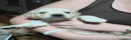 Golden Retriever dogs for sale: Fully Health tested Golden Retriever Pups - Advert 3