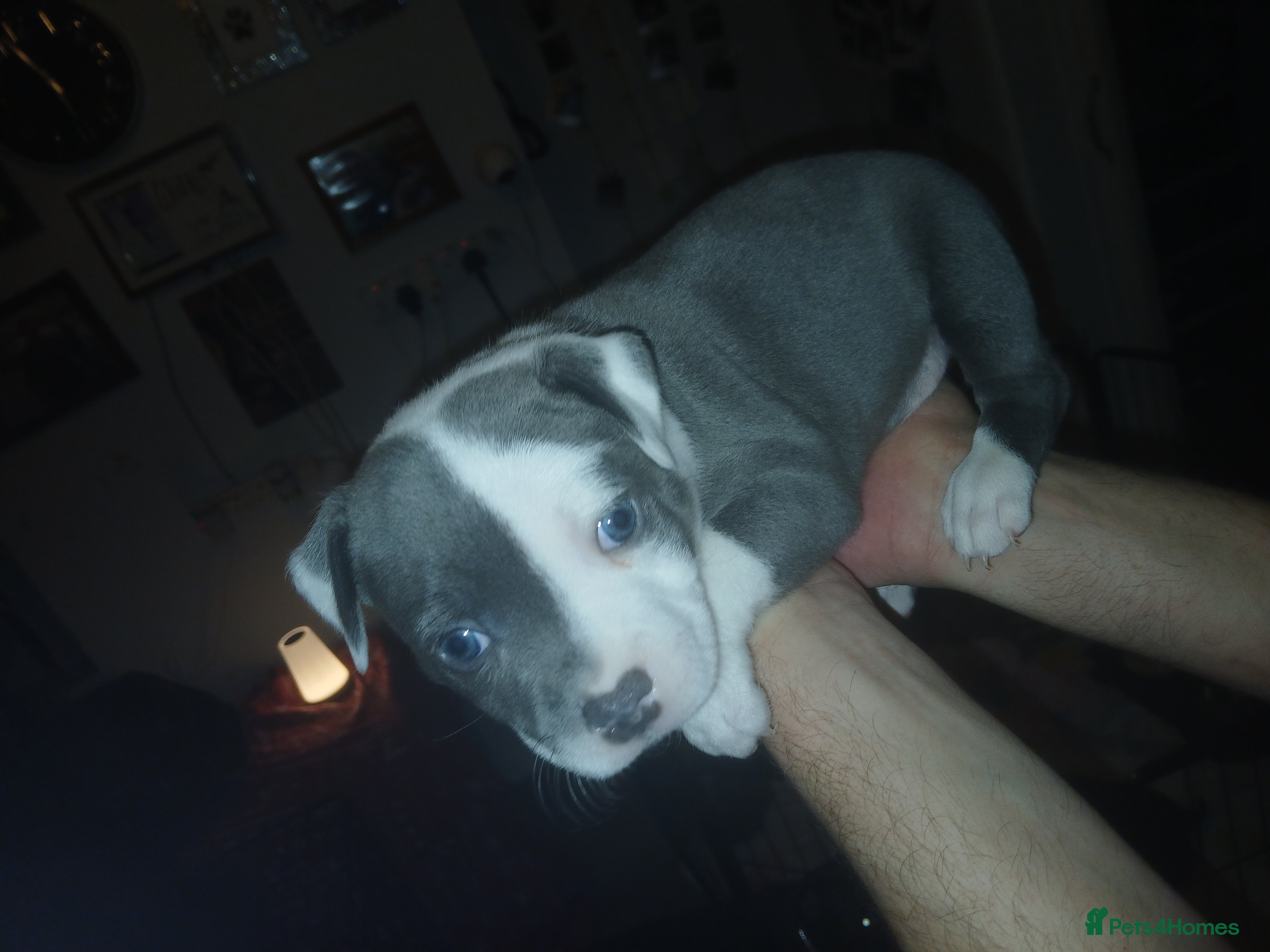 Staffordshire Bull Terrier dogs Staffordshire bull terrier puppies for sale  in Gosport - Advert 4