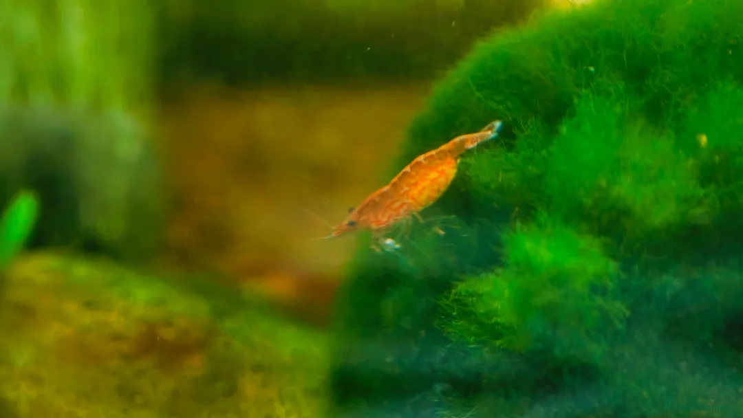 Shrimps fish for sale: Red cherry shrimps 1 pound each collection only  in London - Advert 1