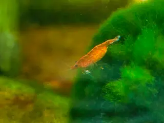 Shrimps fish Red cherry shrimps 1 pound each collection only in London - Advert 1