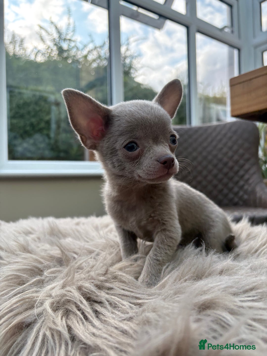 Chihuahua dogs for sale: 5 KC babies ready end of July/August - Image 4