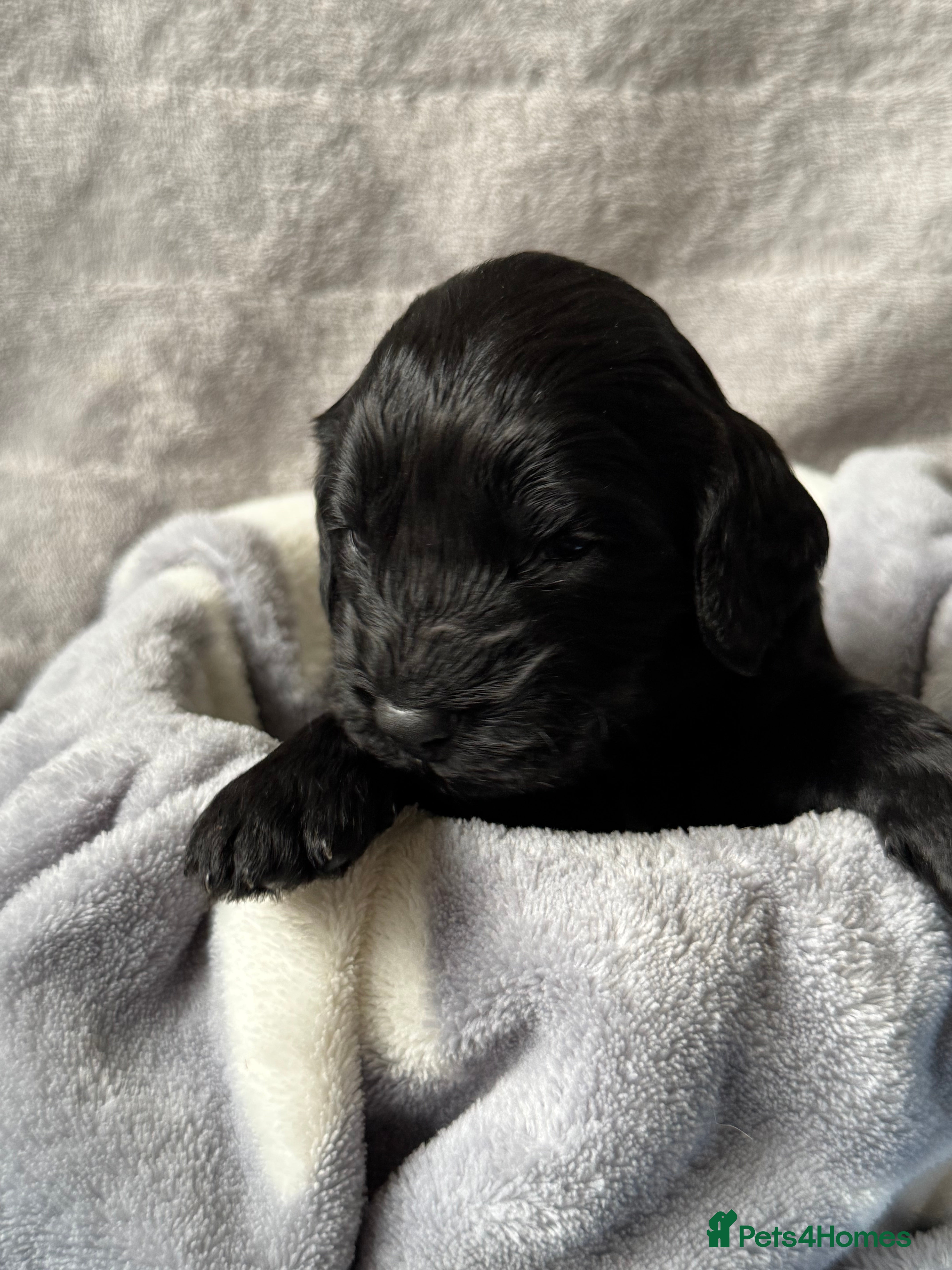 Cockapoo dogs F1 Cockapoo Puppies - Advert 6