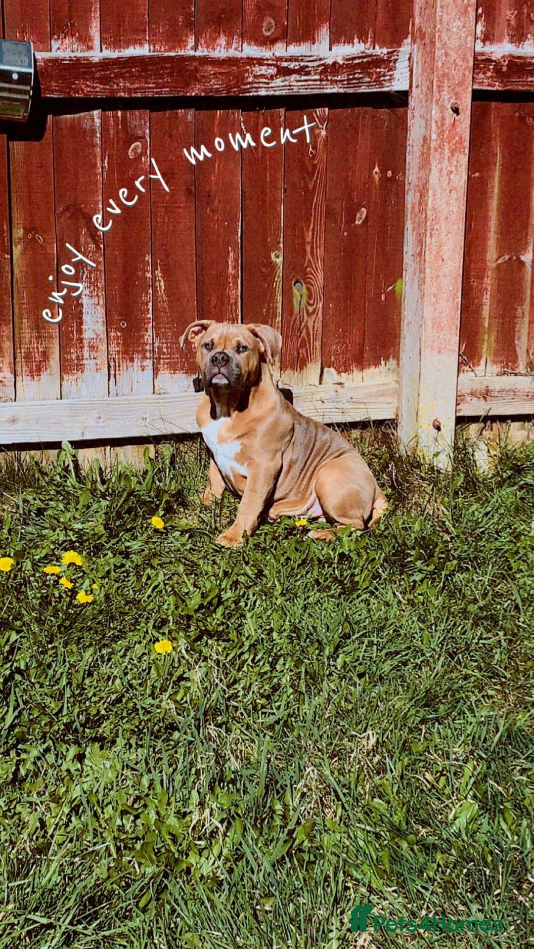 American Bully dogs for sale: Pocket Bully, 14 Month,Male,Beautiful Temperament. - Advert 5