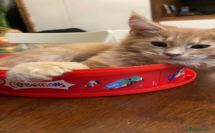 Maine Coon cats - Advert 10