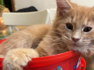 Maine Coon cats Maine Coon pedigre XL - Advert 2