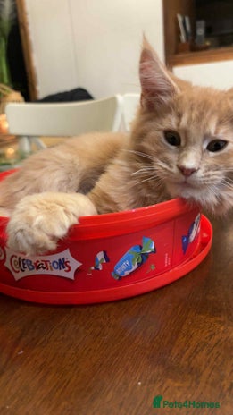 Maine Coon cats - Advert 11