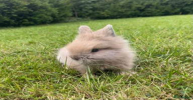 Lionhead rabbits - Advert 10