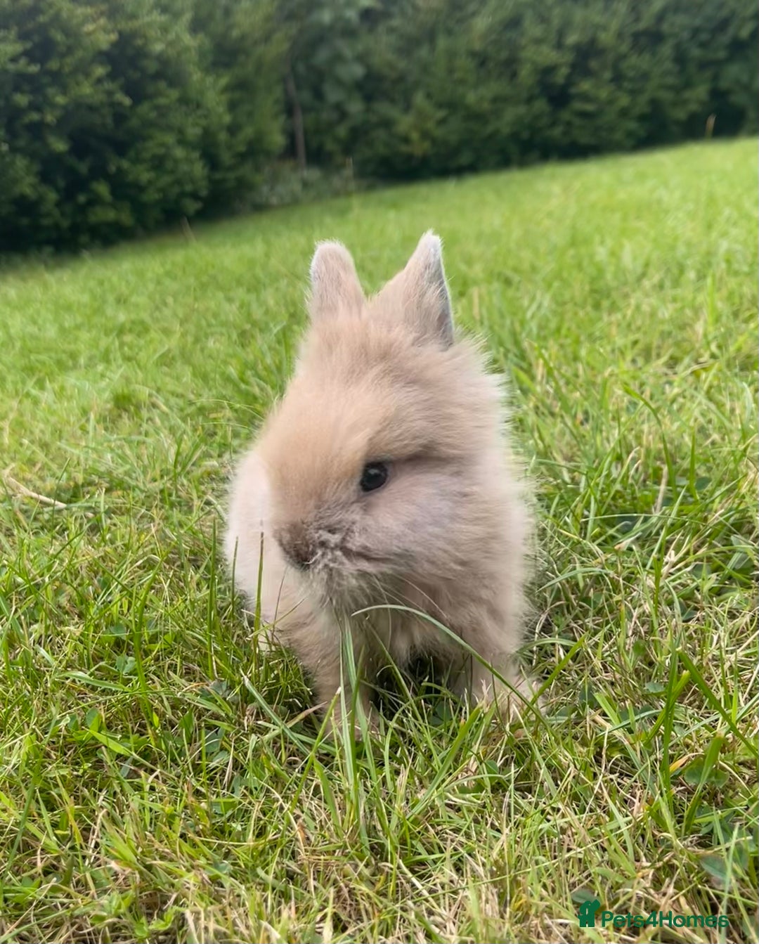 Lionhead rabbits for sale: Lionhead bunnies - Image 3