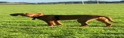 Hungarian Vizsla dogs for sale: Stunning Hungarian vizsla puppies x9 - Advert 20