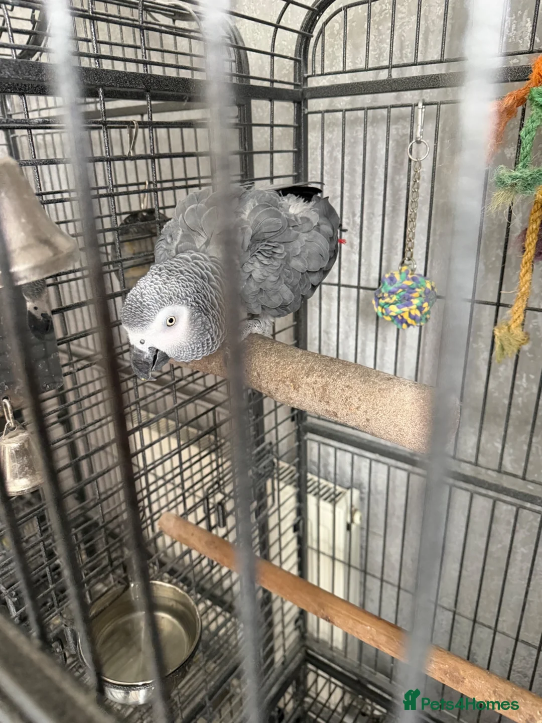 Parrots birds for sale: African grey in Bedlington - Advert 2