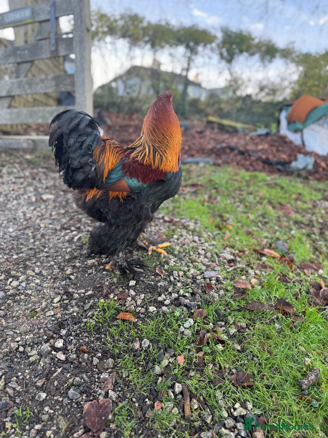 Chickens poultry for sale: Golden Partridge Barham - Advert 3