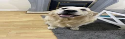 Golden Retriever dogs for stud: English cream golden retriever in Treorchy - Advert 2