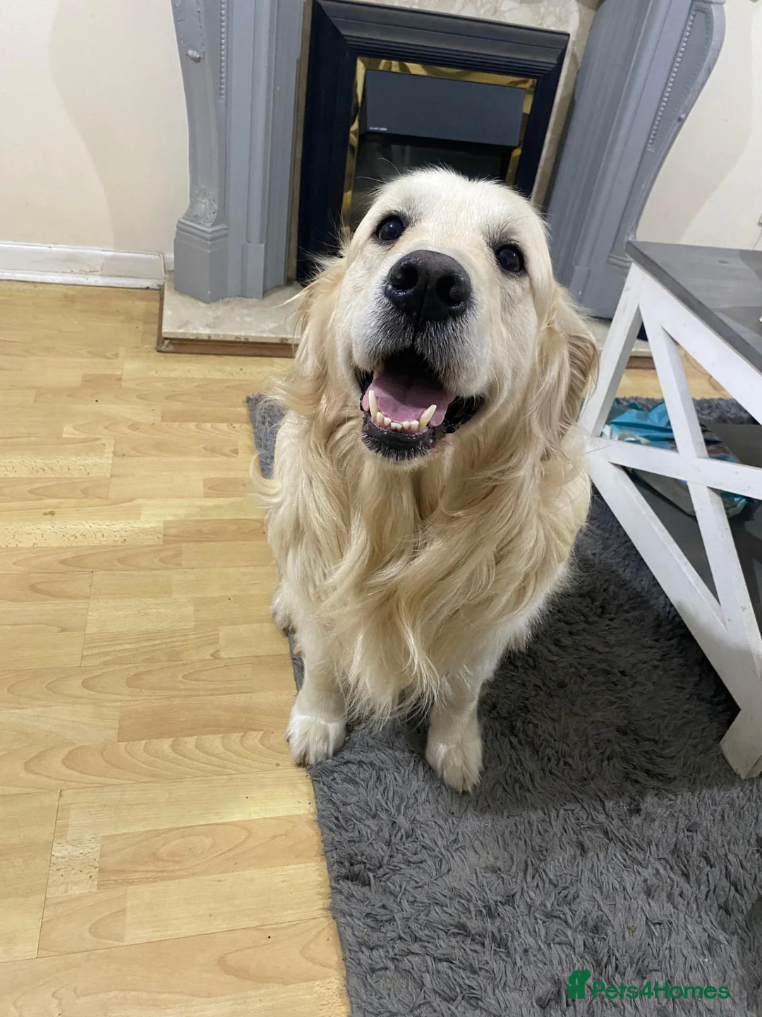 Golden Retriever dogs for stud: English cream golden retriever in Treorchy - Advert 2