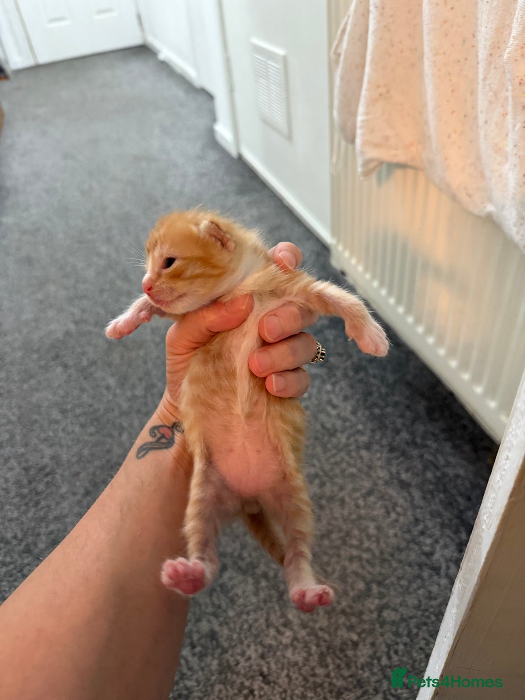Mixed Breed cats for sale: 4 kitty’s looking for forever homes!  - Image 8