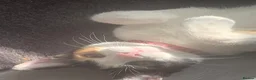 Mixed Breed cats for sale: Adorable kitten  - Advert 4