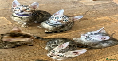 Bengal cats - Advert 12