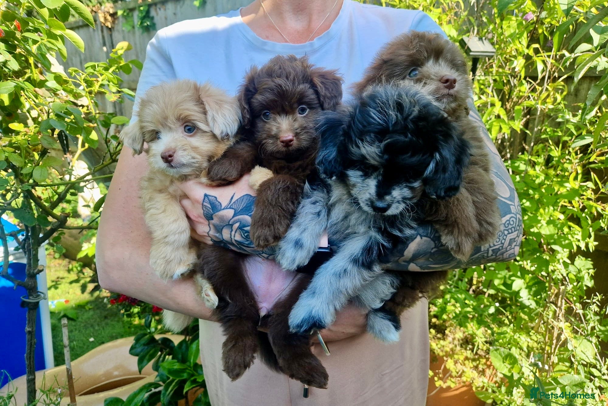 Pomapoo dogs Lovely tiny Pomapoo’s available  - Advert 1