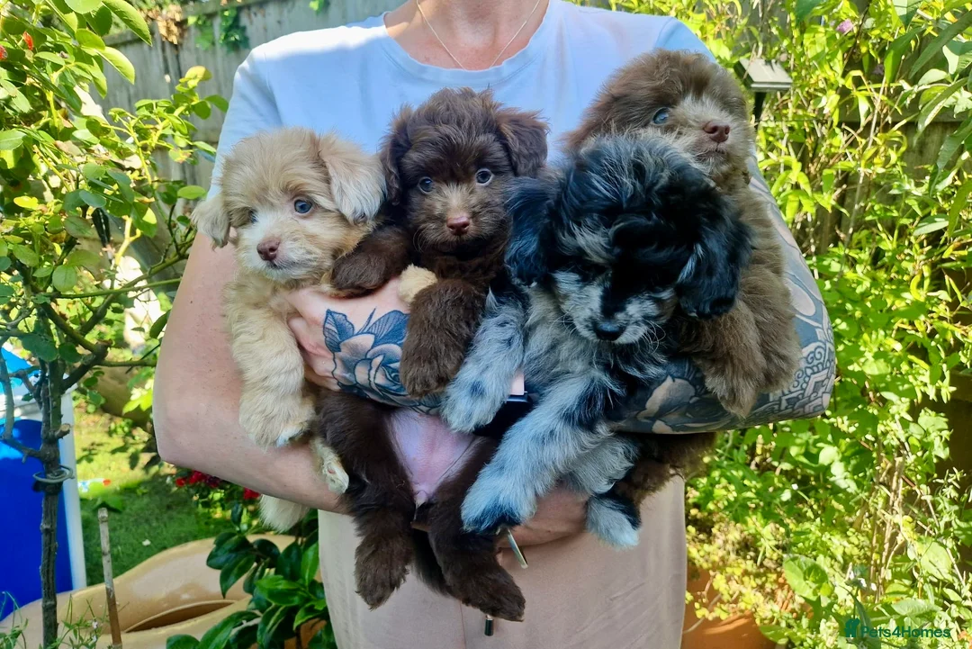 Pomapoo dogs for sale: Lovely tiny Pomapoo’s available  - Advert 1