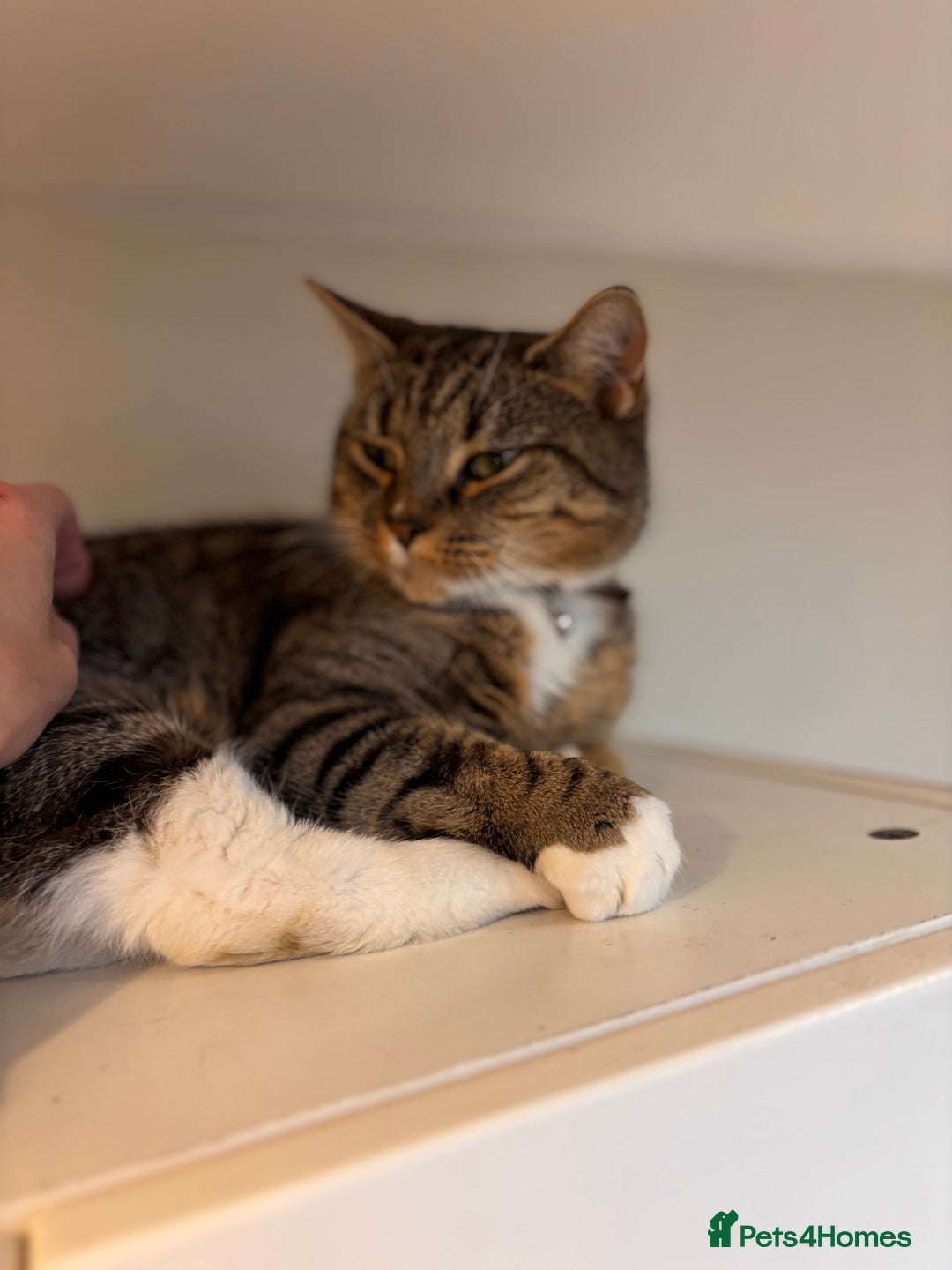 Mixed Breed cats for sale: Rehoming our lovely tabby cat Mika - Advert 6