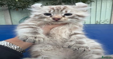 Savannah cats Super rare longhaired girl  - Advert 13