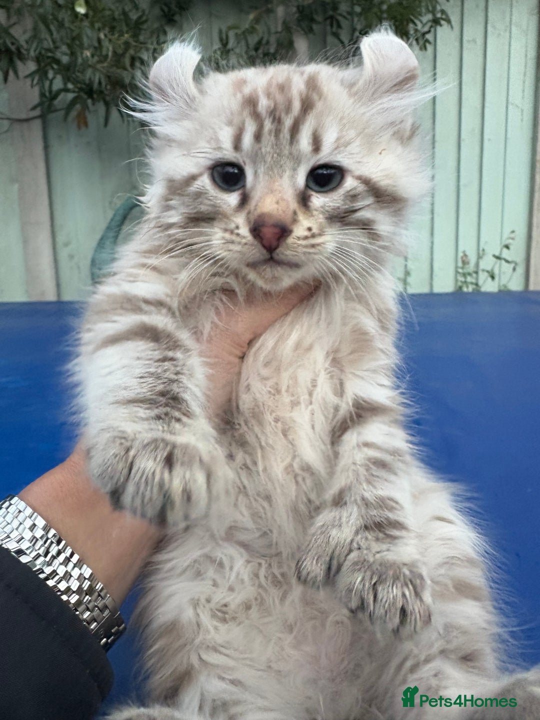 Savannah cats for sale: Super rare longhaired girl  - Advert 2