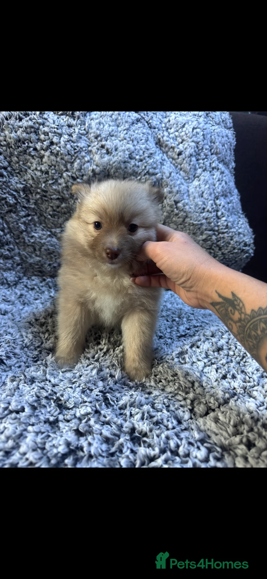 German Spitz dogs for sale: German spitz puppies for sale  - Advert 8
