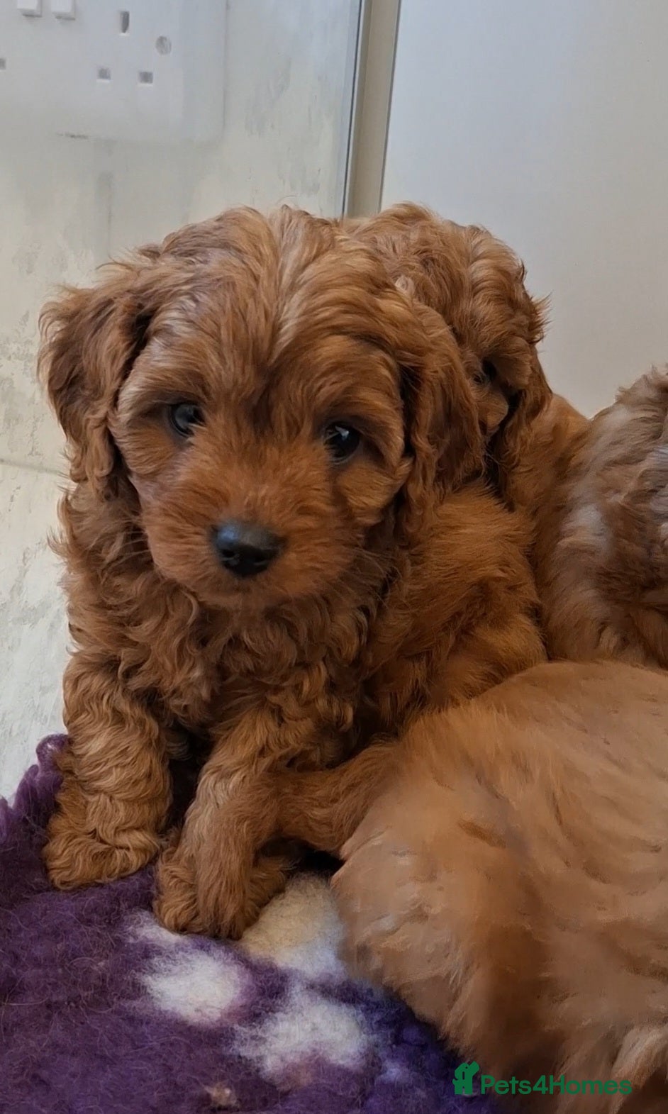 Cavapoo dogs F1 Toy Teddy bear cavapoos. Health tested parents - Advert 3