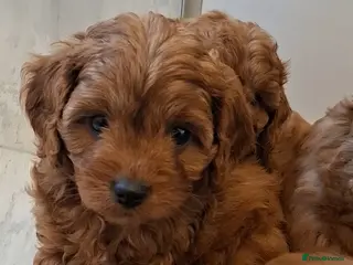 Cavapoo dogs F1 Toy Teddy bear cavapoos. Health tested parents - Advert 3