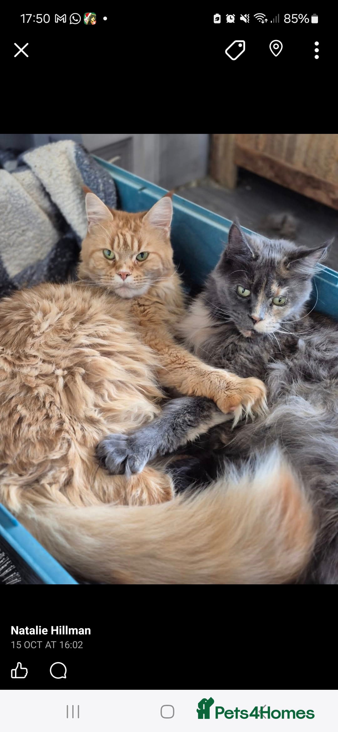 Maine Coon cats for sale: Beautiful kittens available  in January  - Advert 3