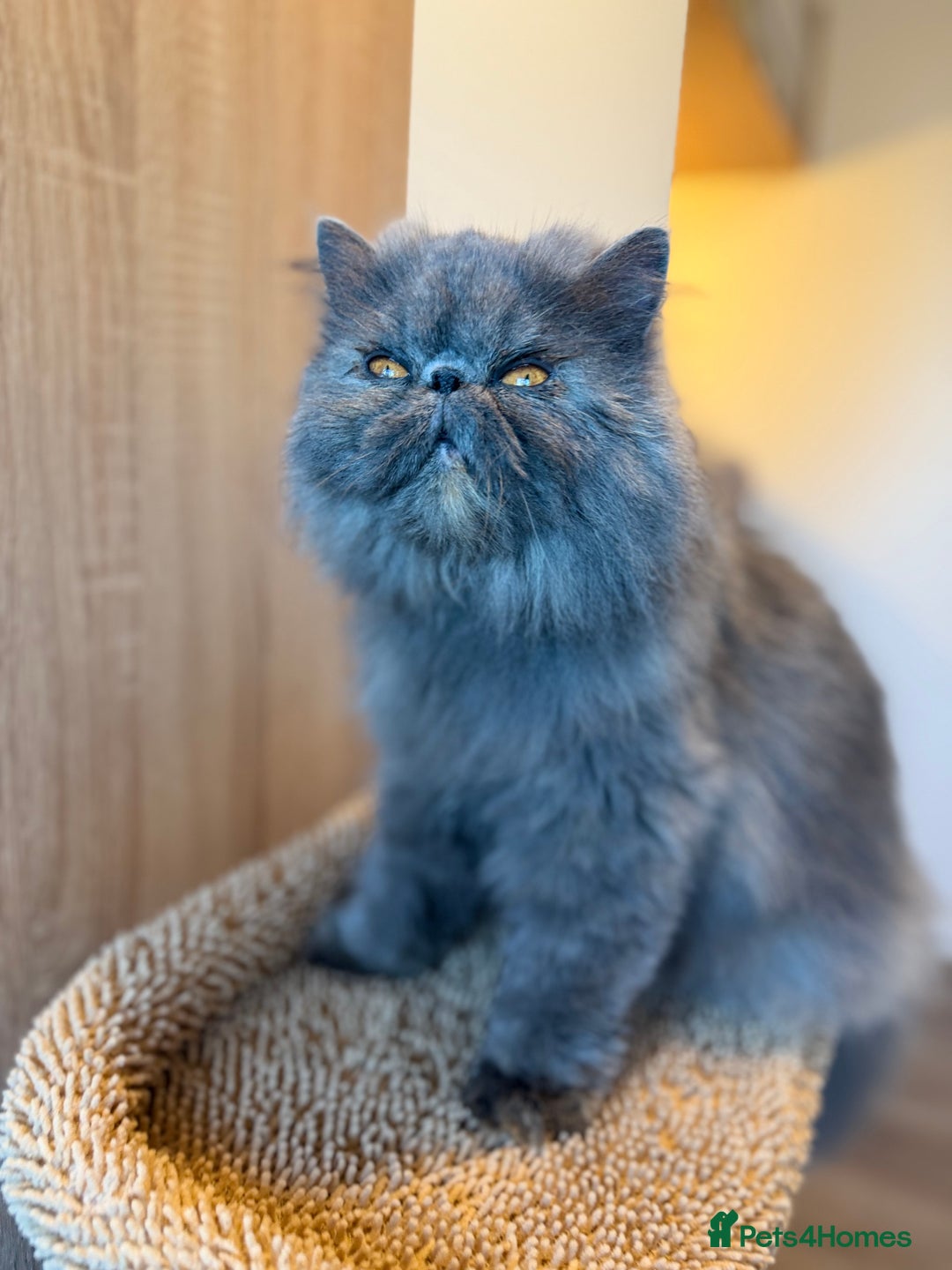 Persian cats for sale:  Persian Queen-Active. American Bloodlines, GCCF. - Advert 9