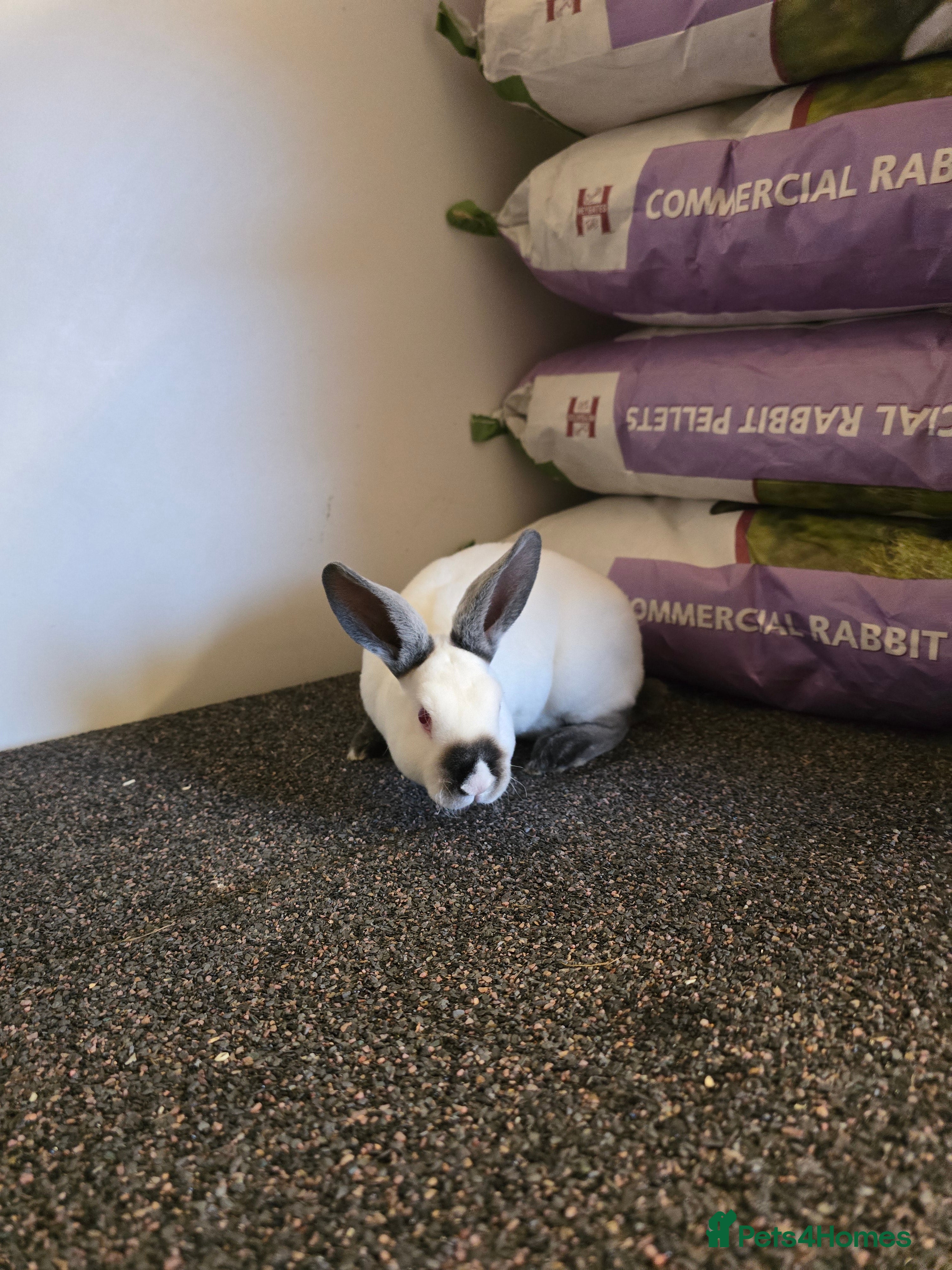 Rex rabbits ❤️Rex bunnies ready to leave❤️ - Advert 1