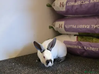 Rex rabbits ❤️Rex bunnies ready to leave❤️ - Advert 18