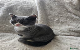 Mixed Breed cats for sale: Beautiful British Shorthair Cross  - Image 14