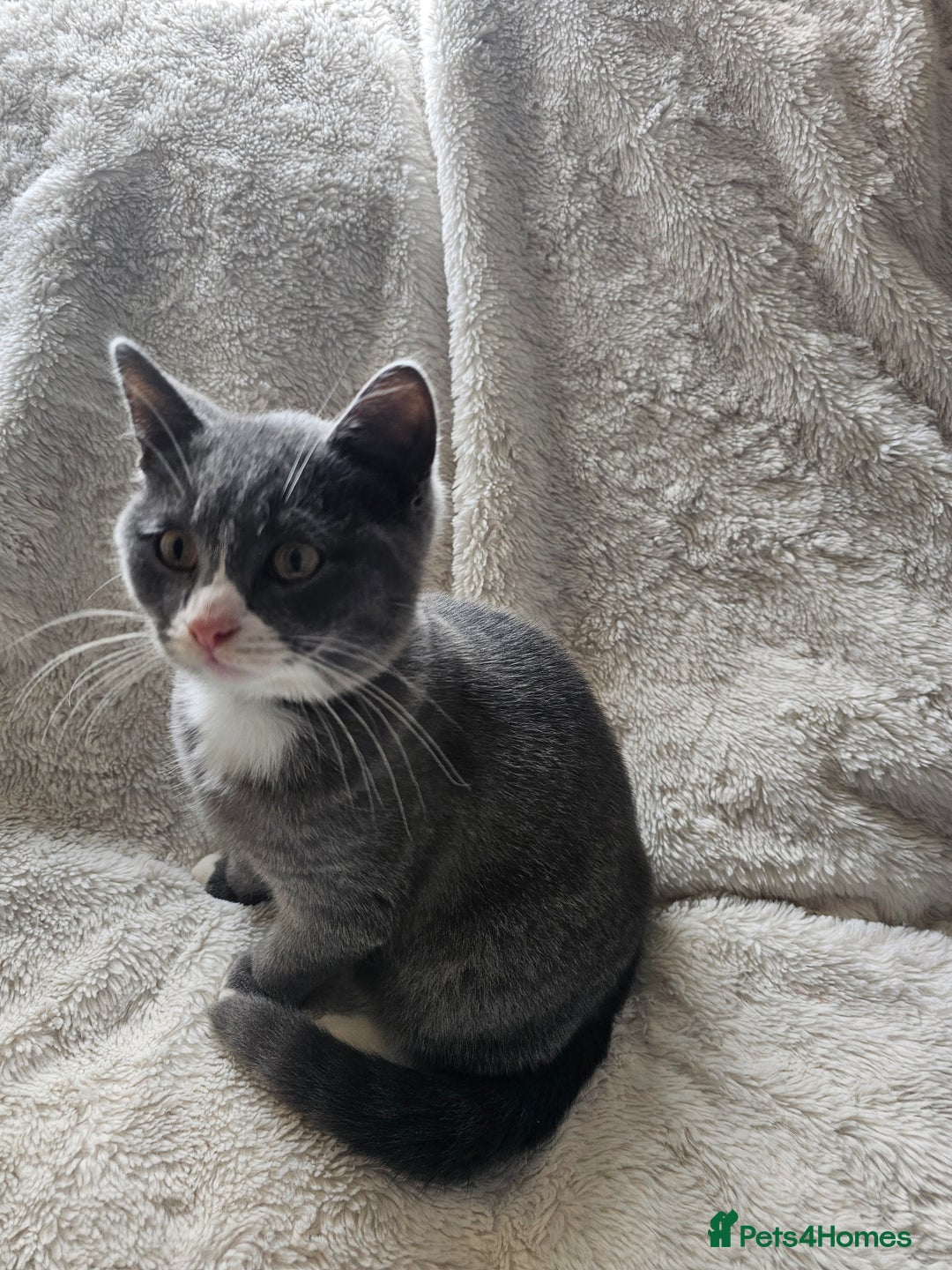 Mixed Breed cats for sale: Beautiful British Shorthair Cross  - Image 14