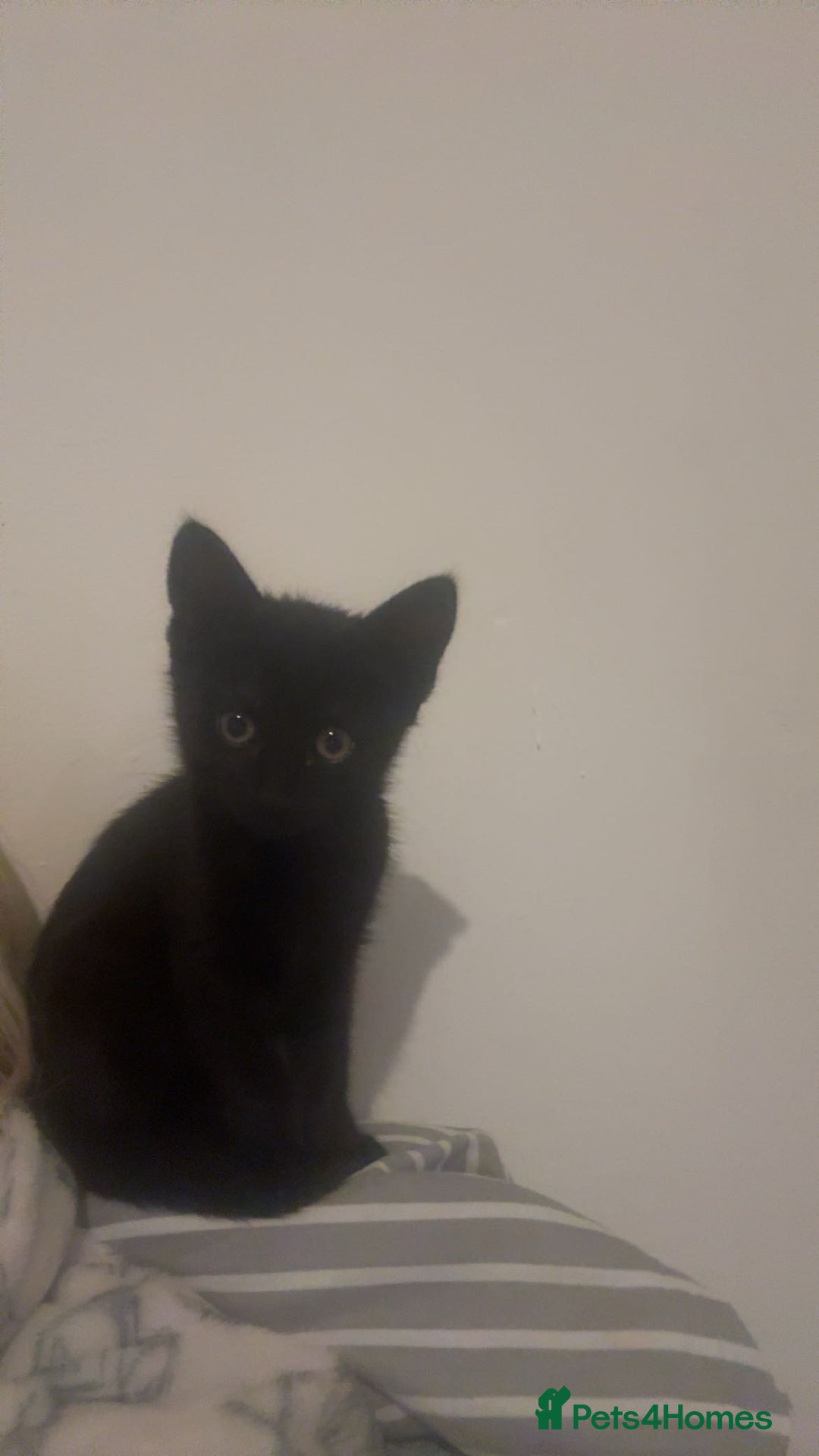 Persian cats for sale: Female kitten - Advert 3