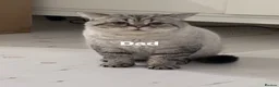 British Shorthair cats for sale: Super cute and pedigree British shorthair - Advert 6