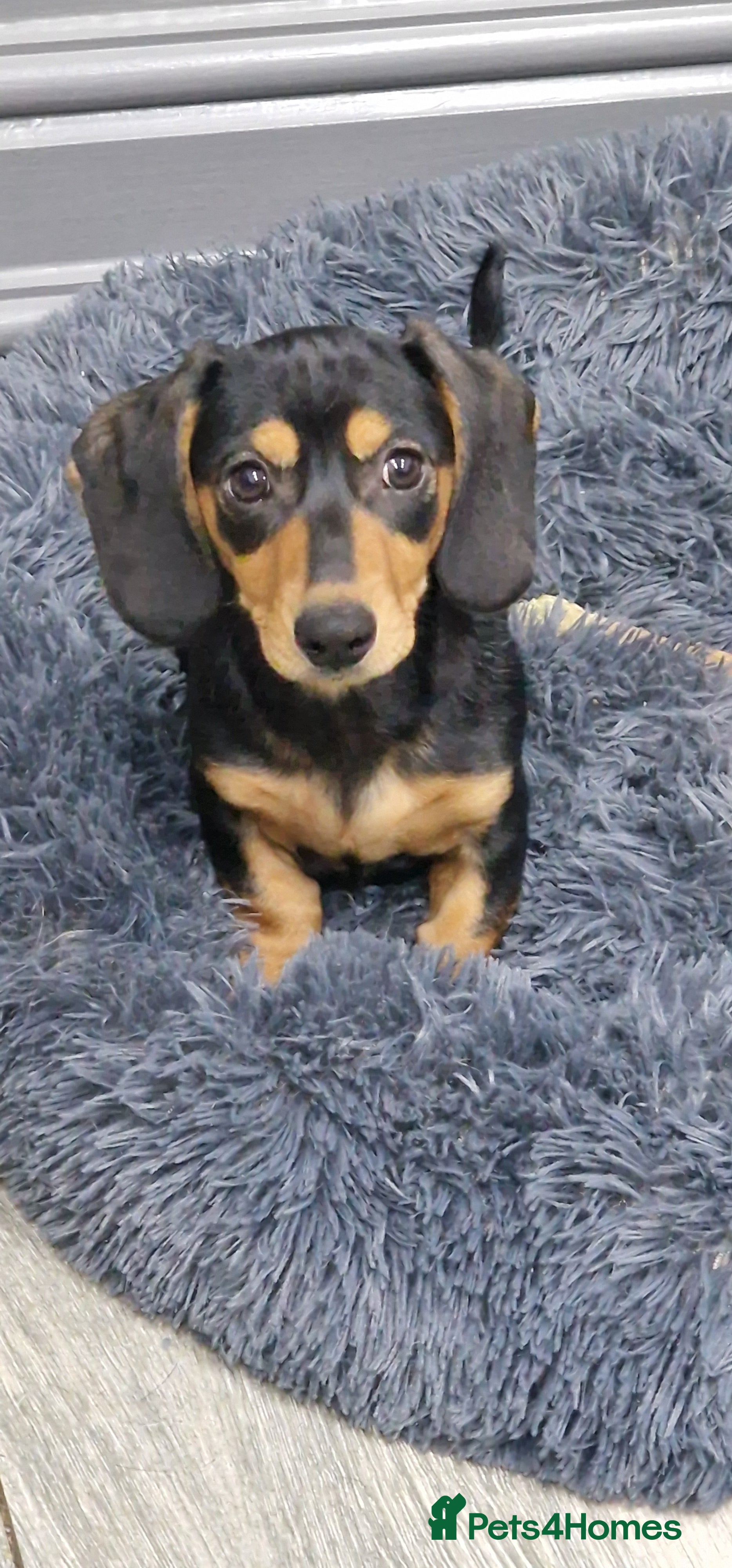 Miniature Dachshund dogs LAST GORGEOUS MINIATURE DACHSHUND - READY NOW - Advert 2