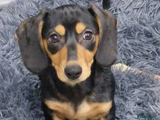 Miniature Dachshund dogs LAST GORGEOUS MINIATURE DACHSHUND - READY NOW - Advert 12