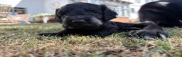 Mixed Breed dogs for sale: Delightful Schnockerpoo Puppies  - Advert 4