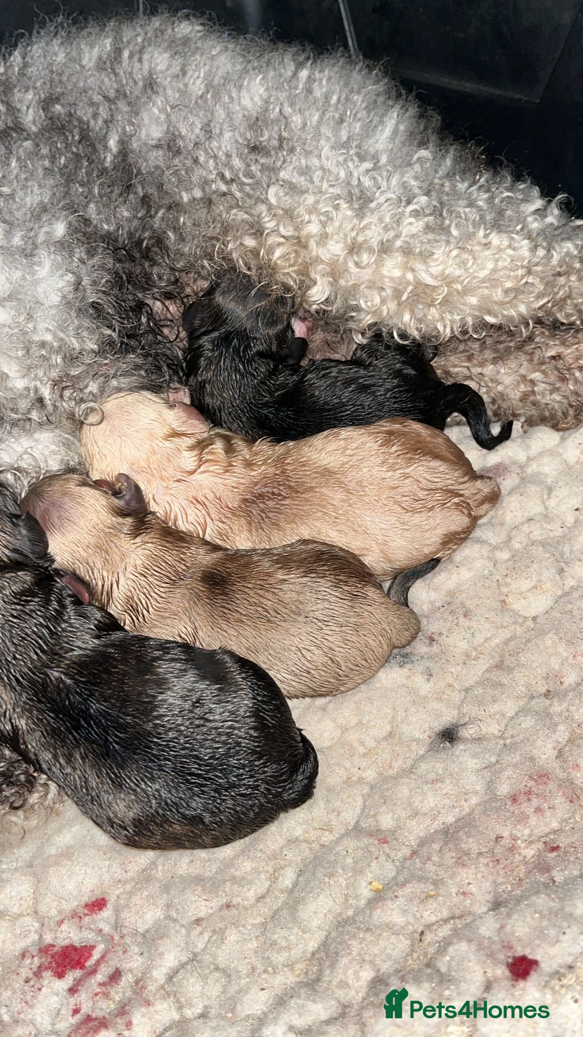 Shihpoo dogs Shihpoo puppies  - Advert 1